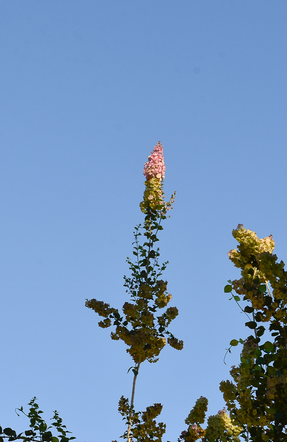 Image of Karomia speciosa specimen.