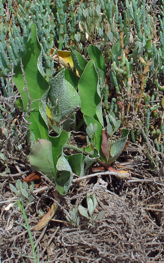 Image of Limonium narbonense specimen.