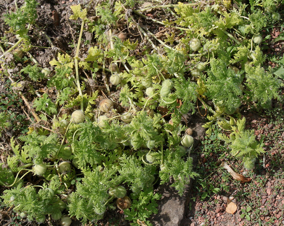 Image of Blumenbachia insignis specimen.