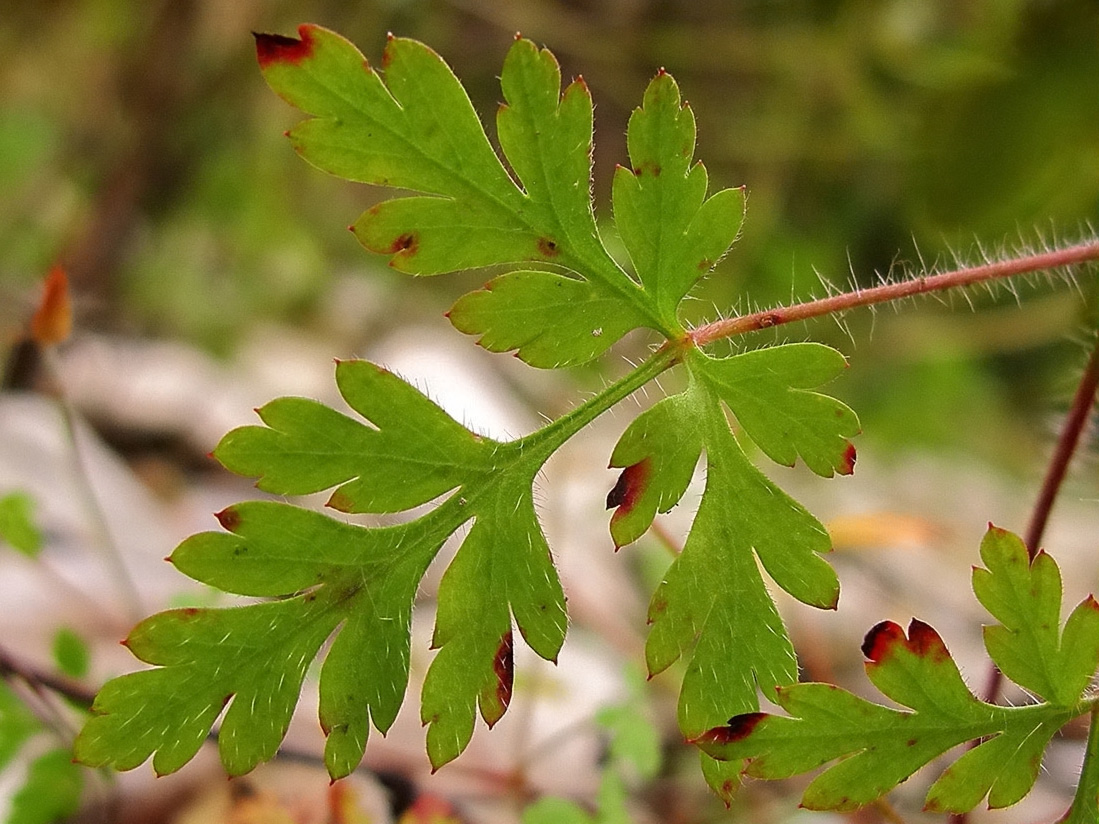 Image of Geranium robertianum specimen.