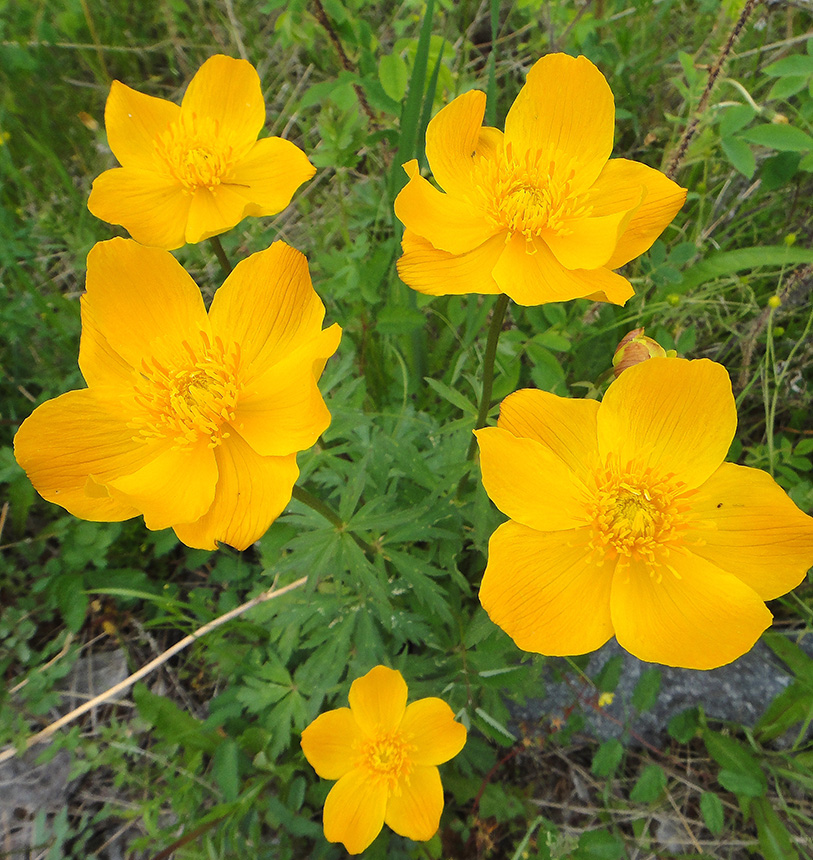 Изображение особи Trollius uncinatus.