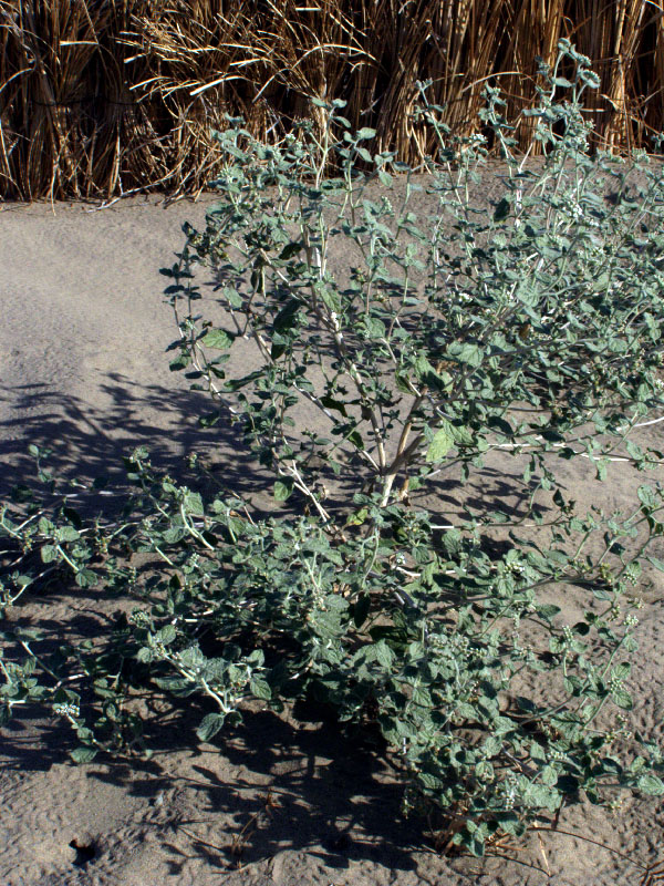 Image of Heliotropium arguzioides specimen.
