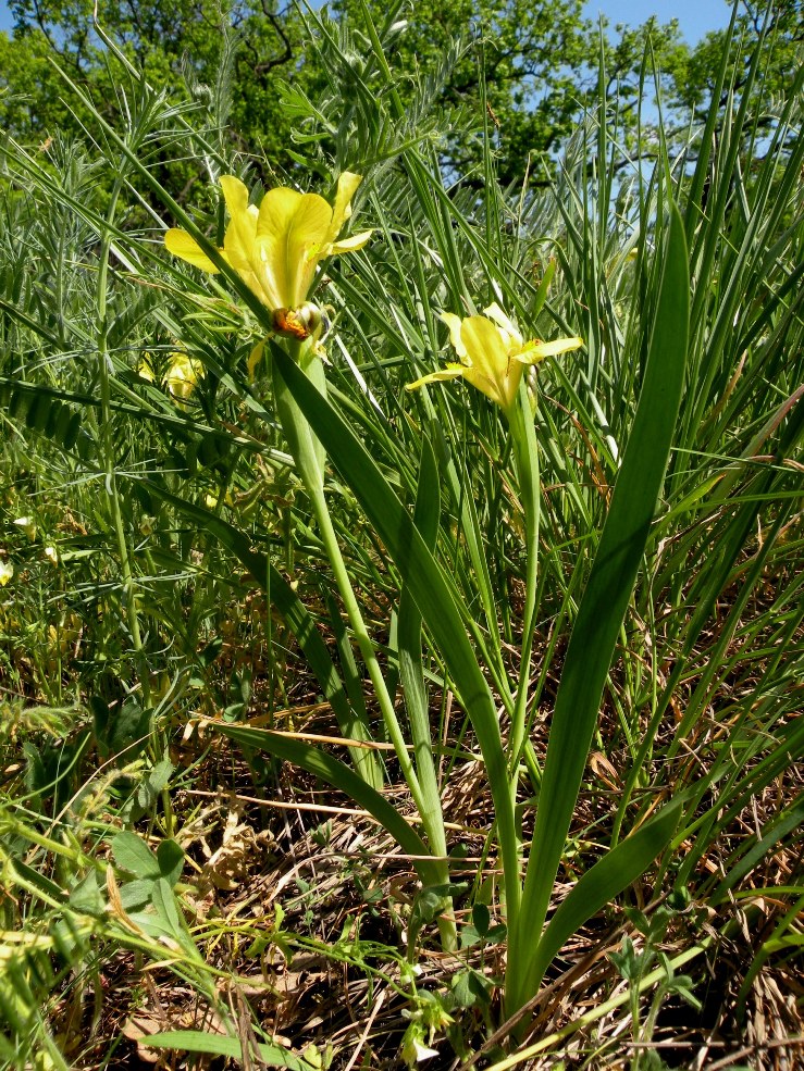 Изображение особи Iris pineticola.