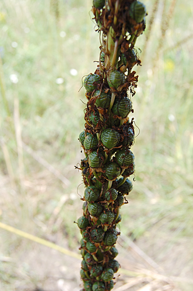 Image of Eremurus spectabilis specimen.