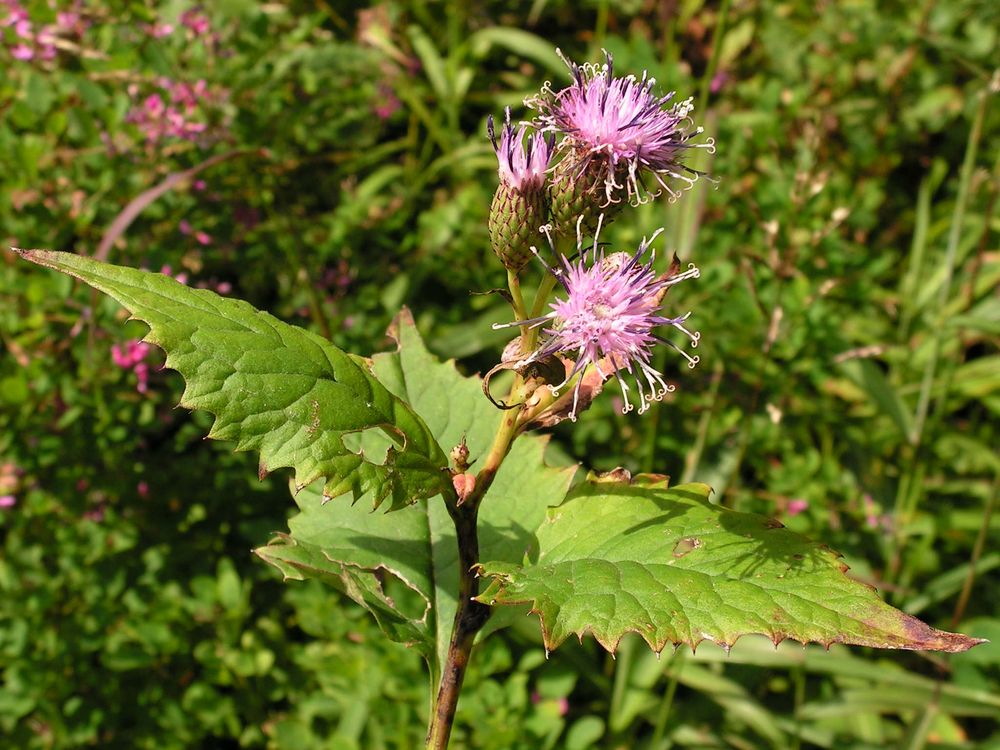 Image of Saussurea grandifolia specimen.
