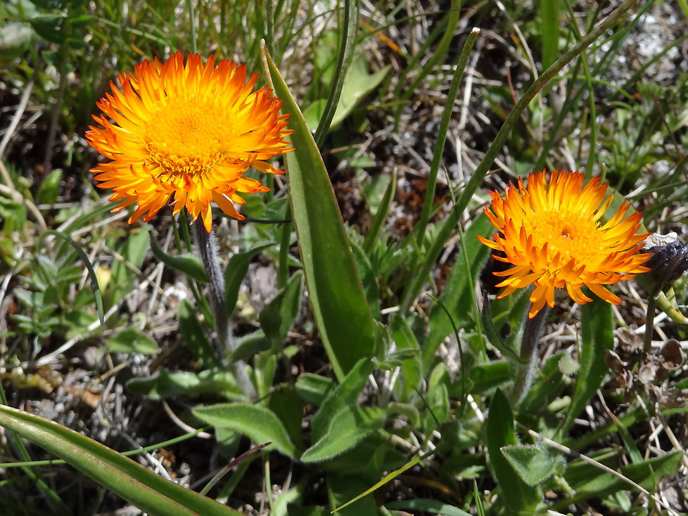 Изображение особи Erigeron aurantiacus.