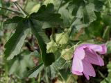 Malva alcea