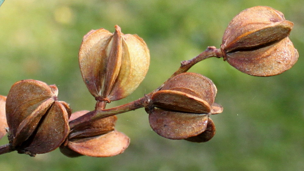 Image of Exochorda racemosa specimen.