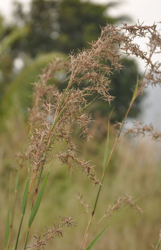 Изображение особи Cymbopogon nardus.