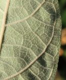 genus Paulownia. Часть листовой пластинки (видна её нижняя сторона). Германия, г. Essen, Grugapark. 29.09.2013.