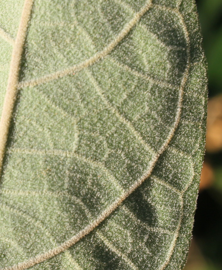 Изображение особи род Paulownia.