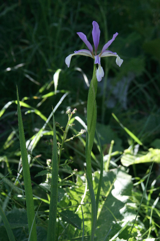 Изображение особи Iris sogdiana.