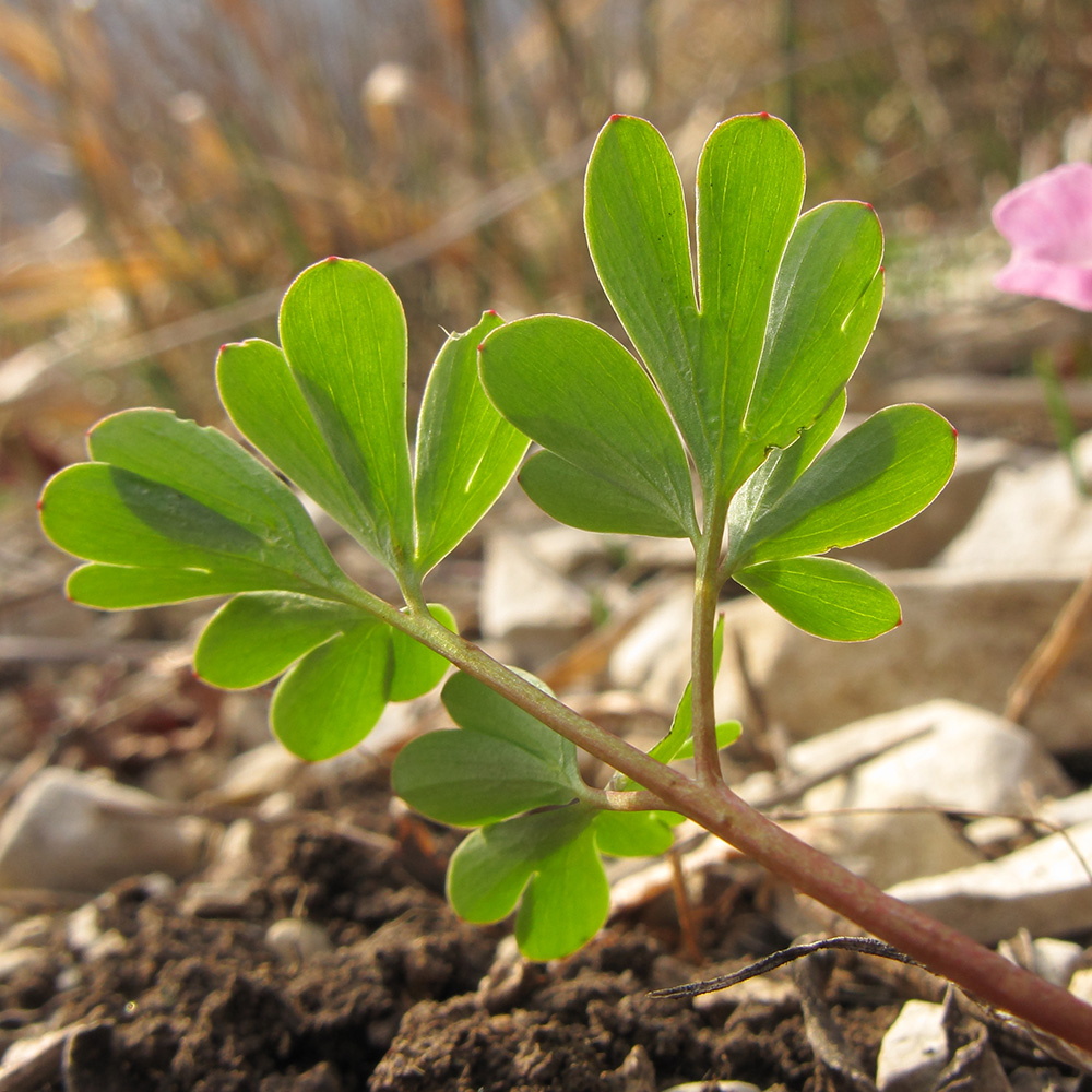 Изображение особи Corydalis caucasica.