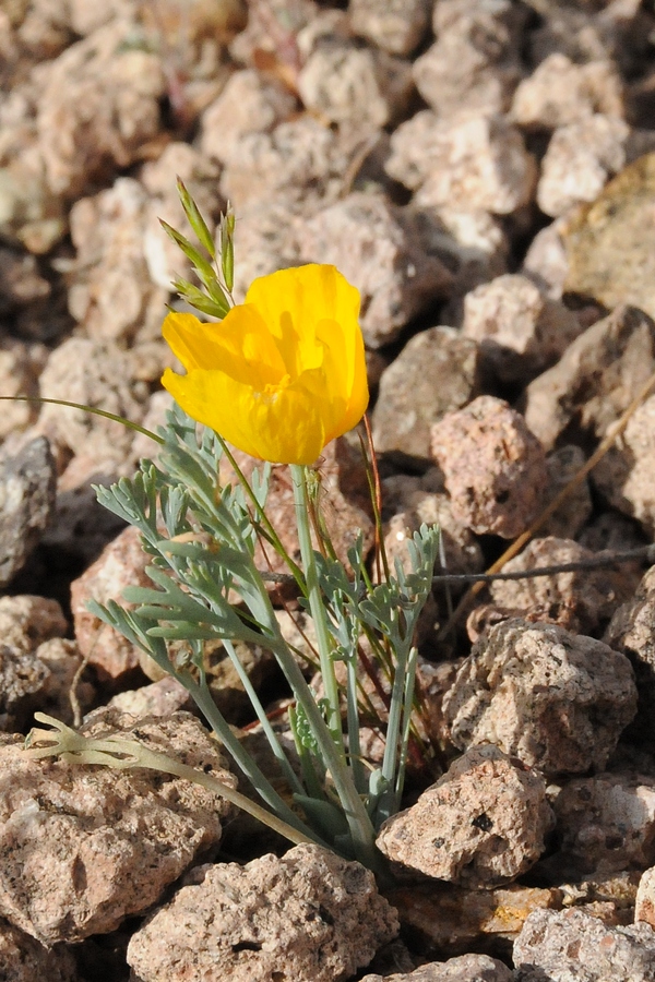 Изображение особи Eschscholzia californica ssp. mexicana.