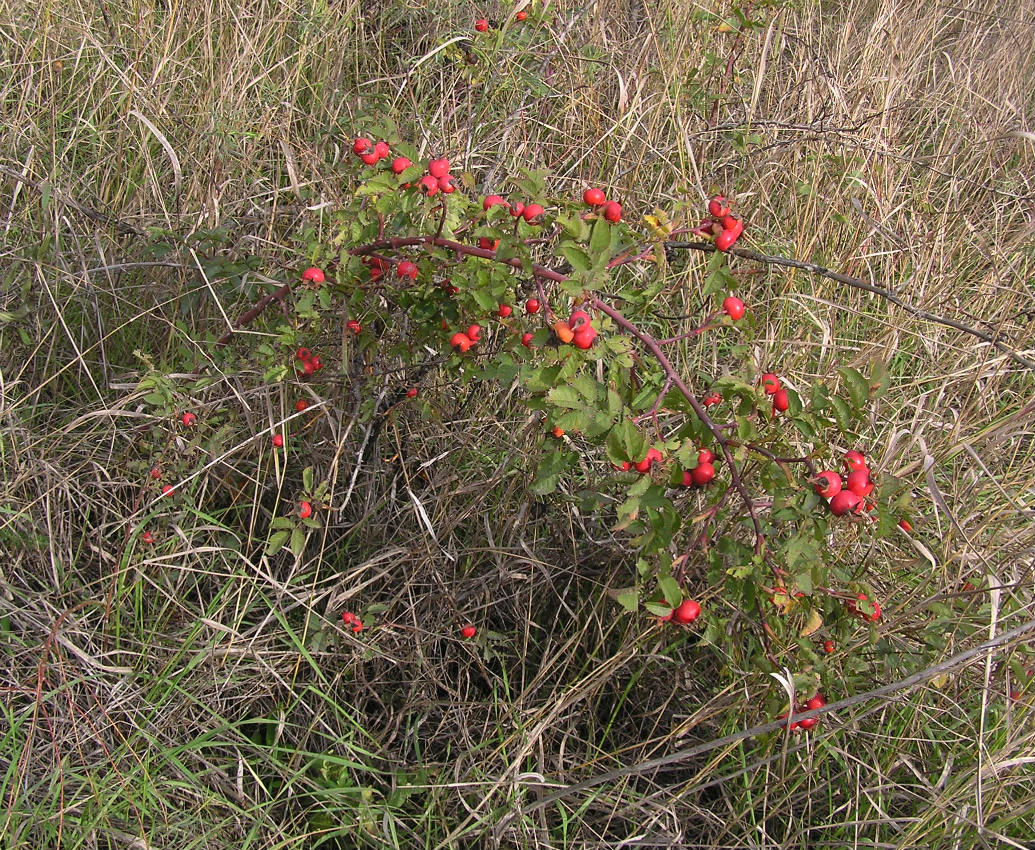 Image of genus Rosa specimen.