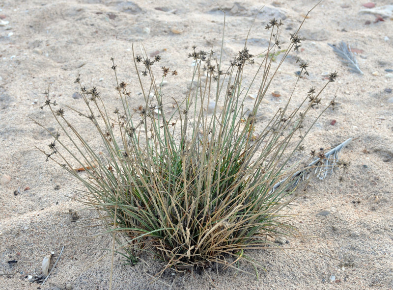 Image of Cyperus stramineoferrugineus specimen.