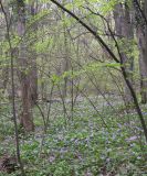 Cardamine quinquefolia