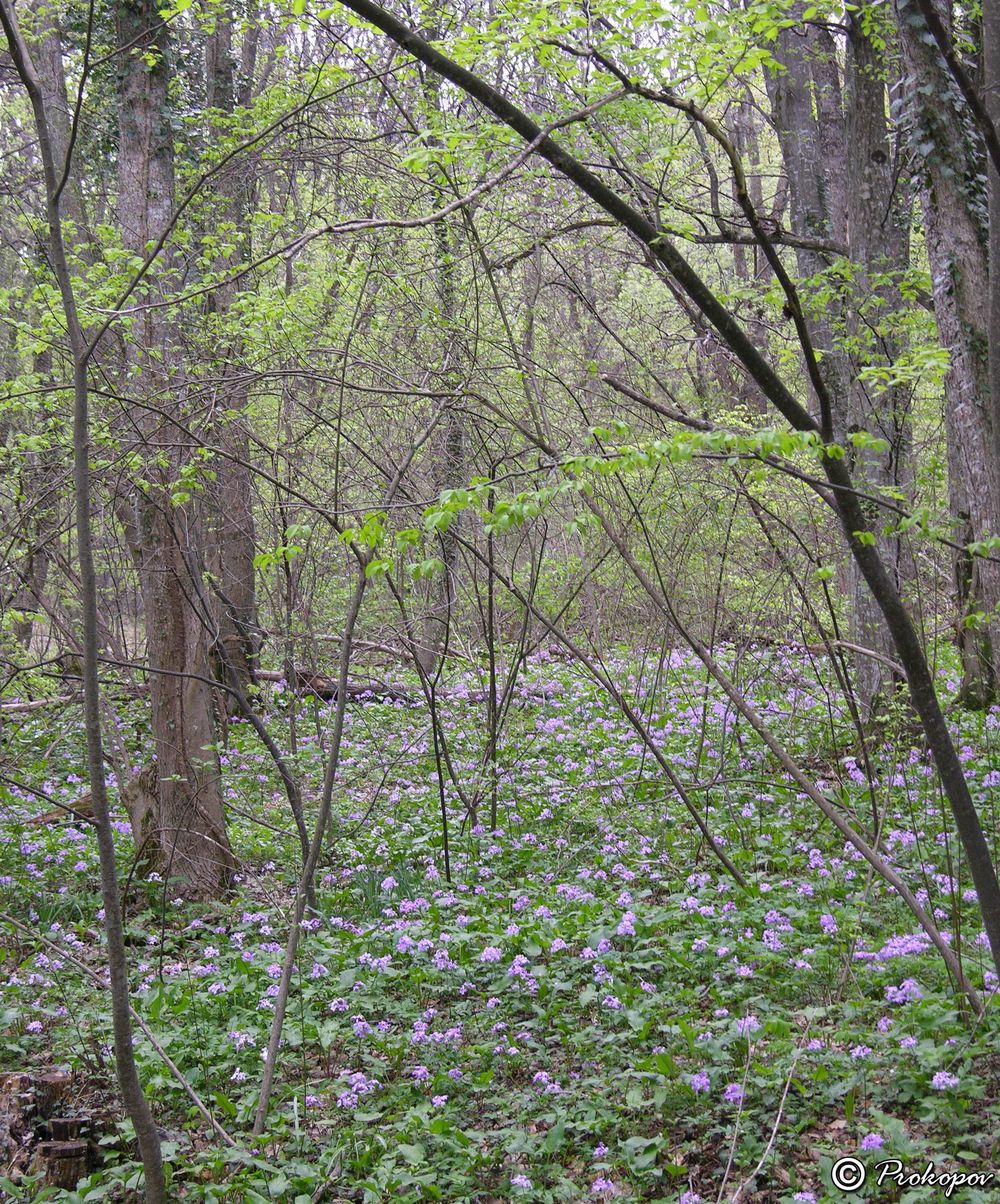 Image of Cardamine quinquefolia specimen.