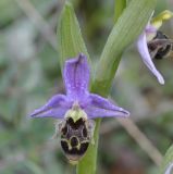 Ophrys oestrifera