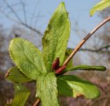 Weigela praecox