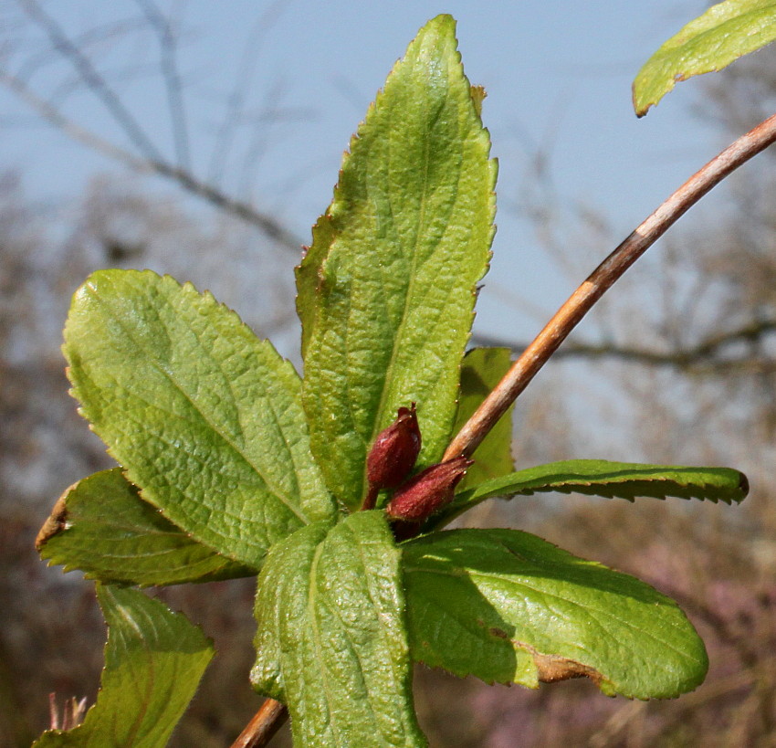 Image of Weigela praecox specimen.