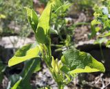 Aristolochia clematitis. Верхушка цветущего растения. Словения, окр. дер. Dvori, сухое рудеральное местообитание. 09.05.2014.