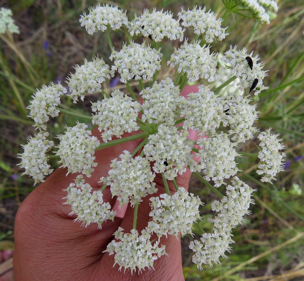 Изображение особи Kitagawia baicalensis.