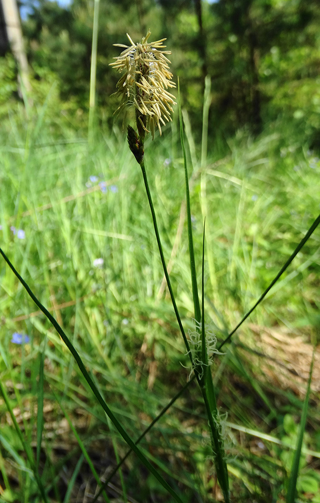 Изображение особи род Carex.