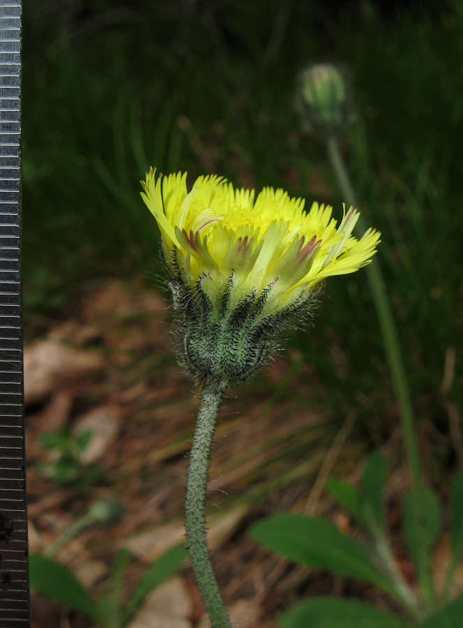 Image of Pilosella officinarum specimen.