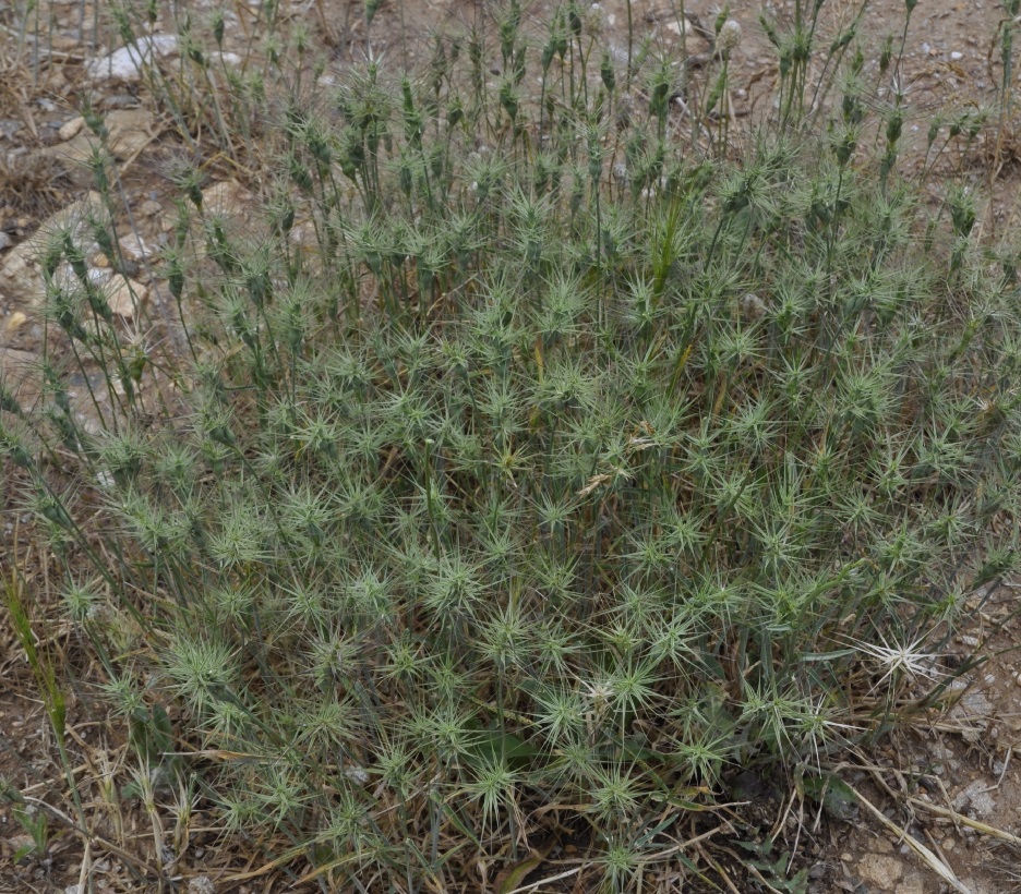 Изображение особи Aegilops geniculata.