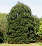 Sequoiadendron giganteum. Вегетирующее растение. Германия, г. Дюссельдорф, Ботанический сад университета. 04.05.2014.