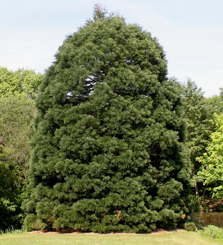 Image of Sequoiadendron giganteum specimen.