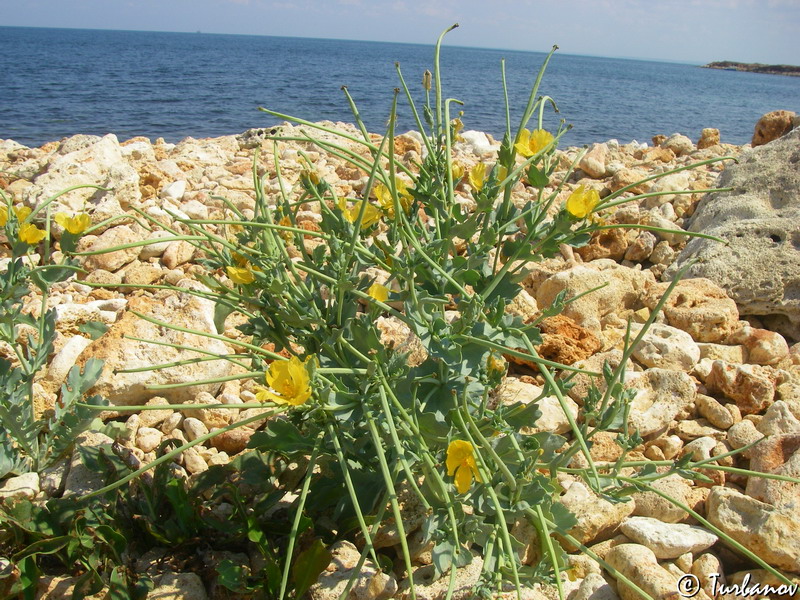 Image of Glaucium flavum specimen.