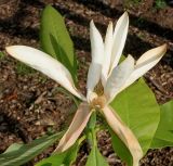 Magnolia tripetala. Увядающий цветок. Германия, г. Дюссельдорф, Ботанический сад университета. 04.05.2014.