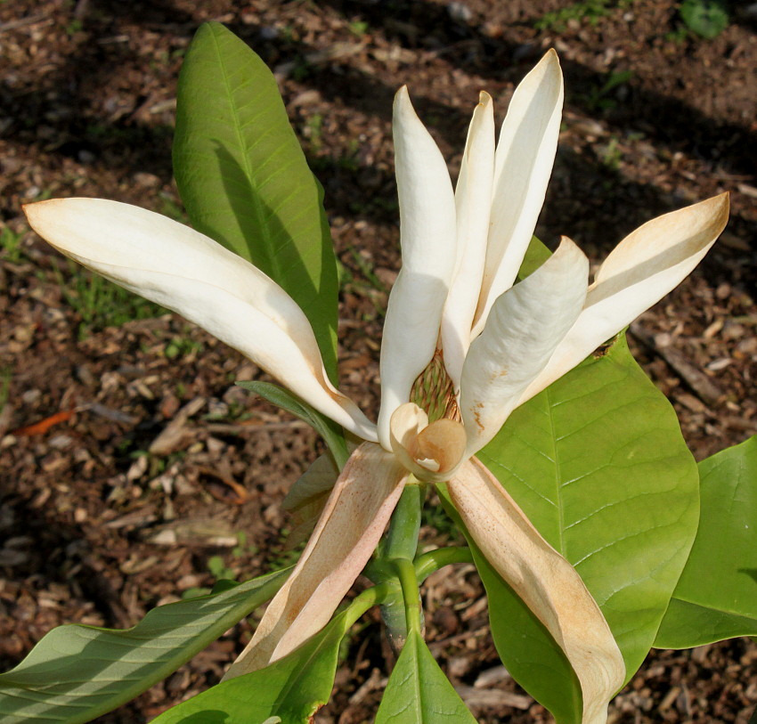 Image of Magnolia tripetala specimen.