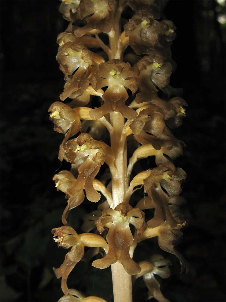 Image of Neottia nidus-avis specimen.