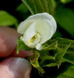 Rhodotypos scandens. Цветок. Германия, г. Дюссельдорф, Ботанический сад университета. 02.06.2014.