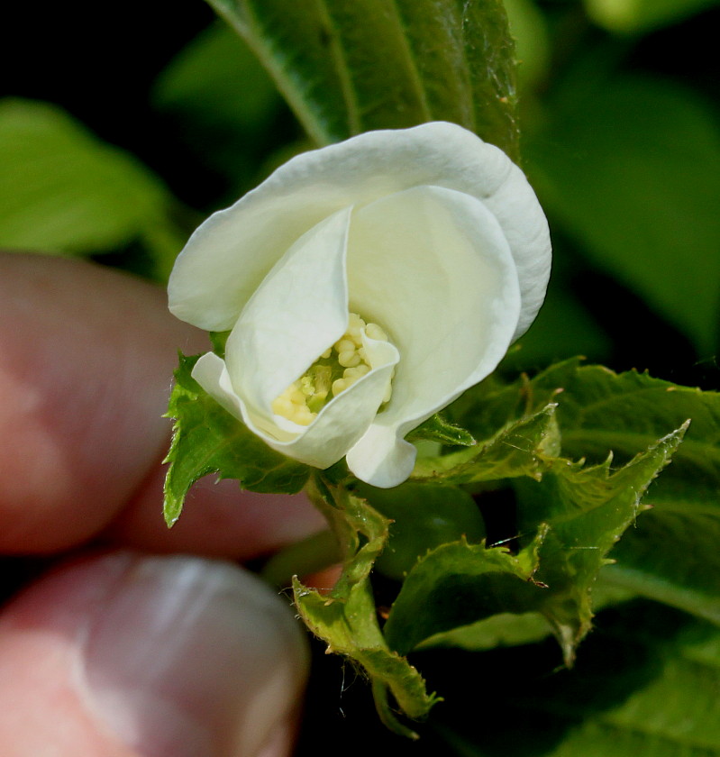 Image of Rhodotypos scandens specimen.