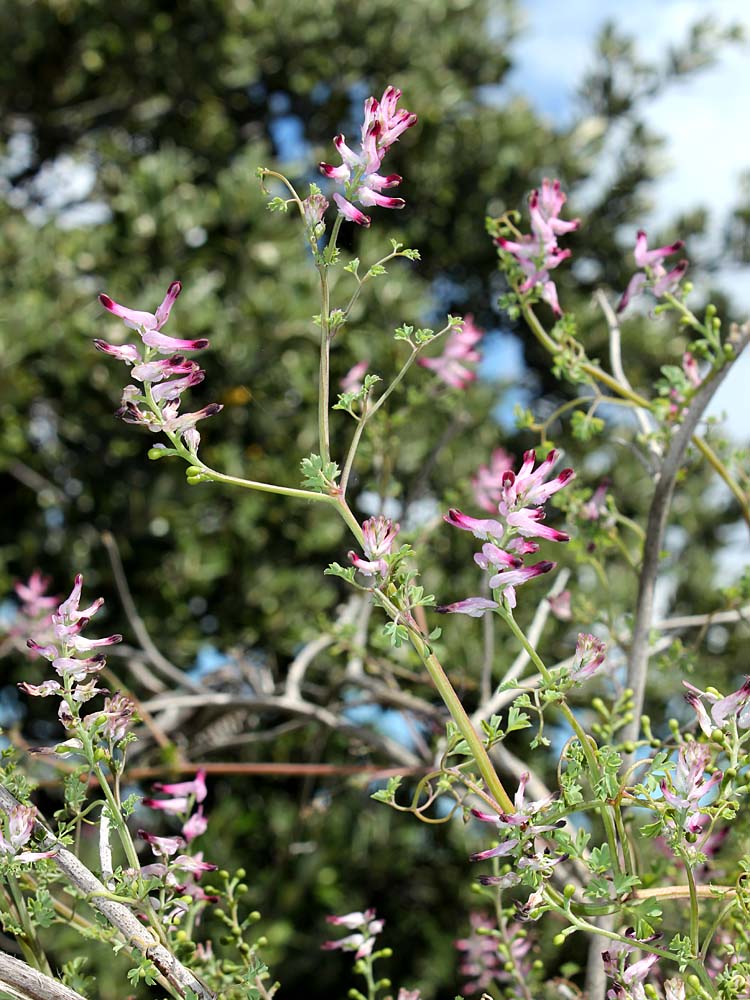 Image of Fumaria capreolata specimen.