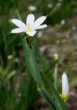 genus Sisyrinchium. Цветок и бутон. Германия, г. Дюссельдорф, Ботанический сад университета. 02.06.2014.