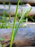 Carex leporina. Часть стебля с листом. Подмосковье, окр. г. Одинцово, просека в лесу. Июль 2014 г.