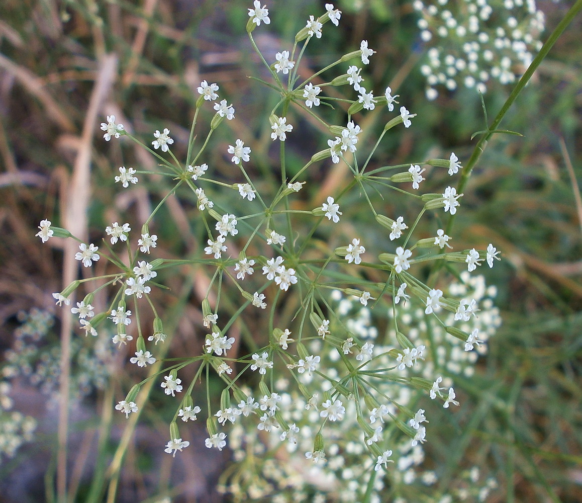 Изображение особи Falcaria vulgaris.