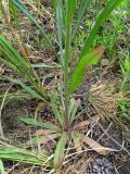 Crepis tectorum