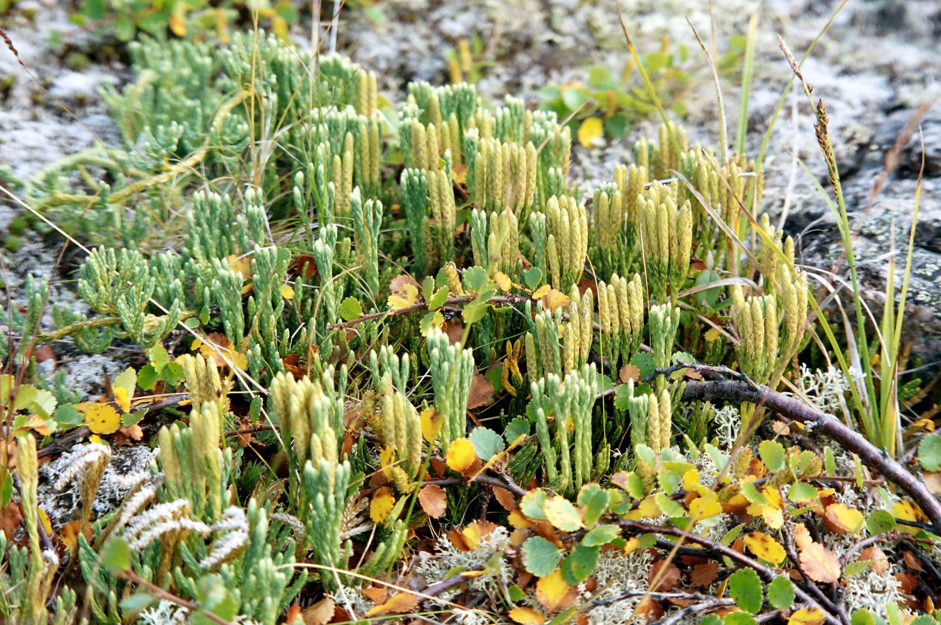 Image of Diphasiastrum montellii specimen.