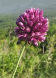 Allium rotundum. Верхушка побега с соцветием. Краснодарский край, Абинский р-н, хр. Грузинка, склон горы Грузинка. 05.06.2014.