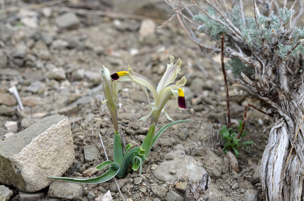 Image of Juno rodionenkoi specimen.