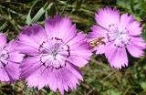 Dianthus versicolor
