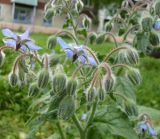 Borago officinalis