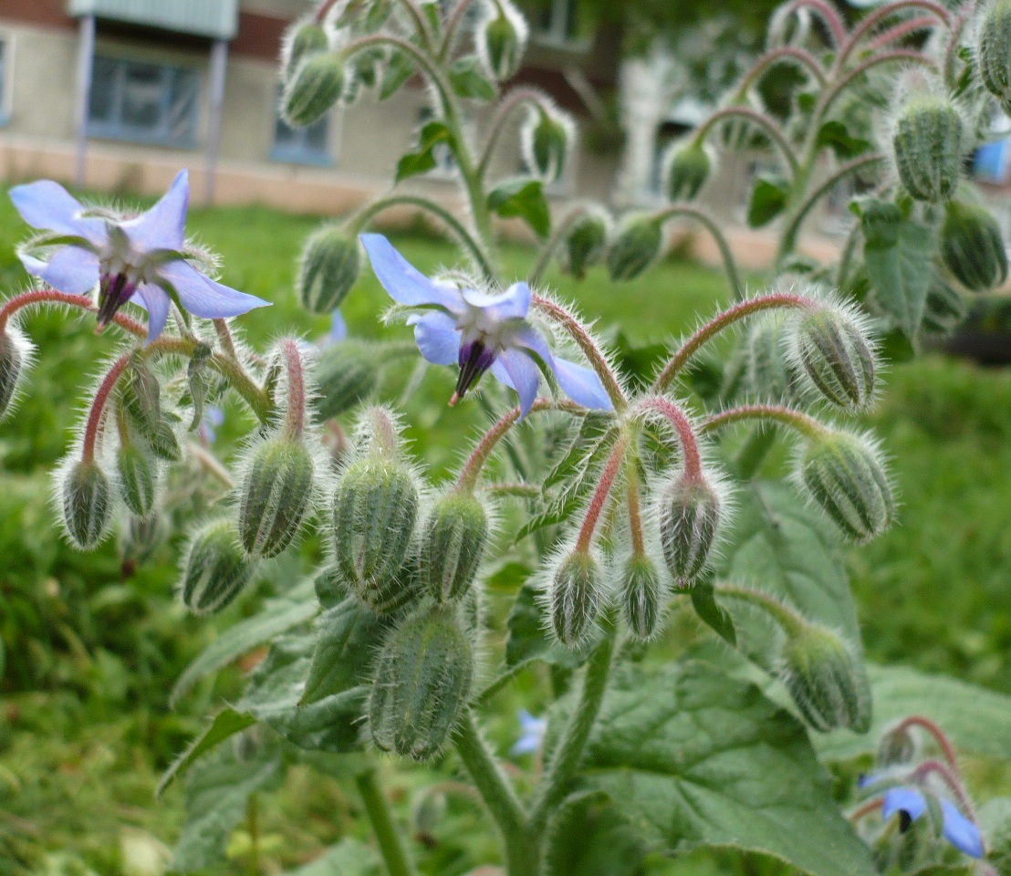 Изображение особи Borago officinalis.