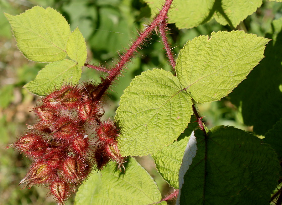 Изображение особи Rubus tricolor.